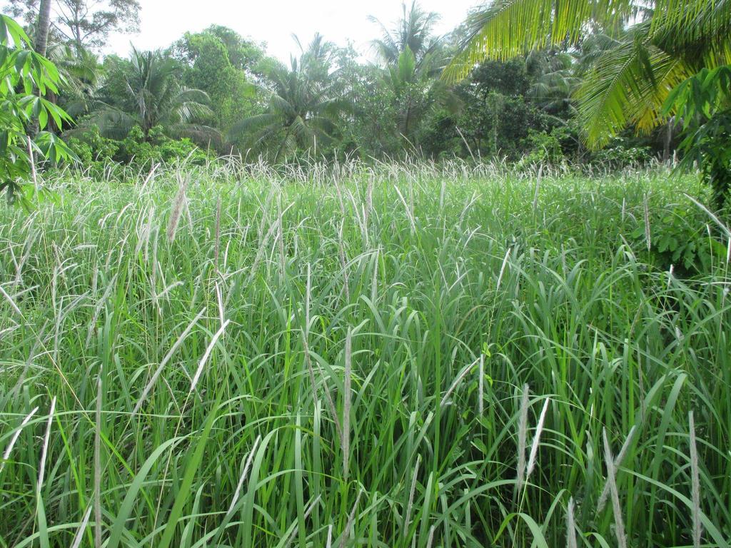 Manh Duyen Garden Homestay Phu Quoc Bagian luar foto