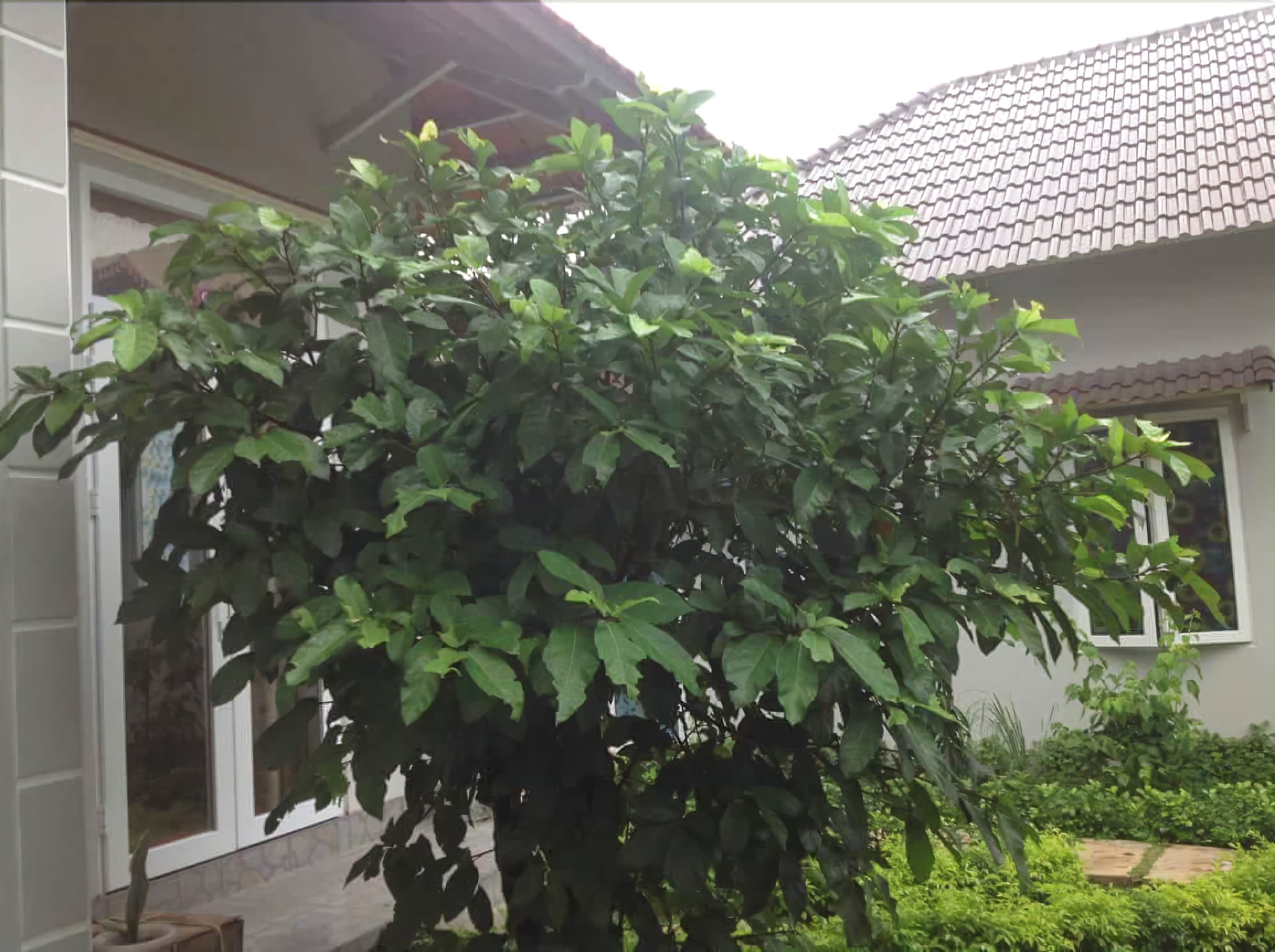 Manh Duyen Garden Homestay Phu Quoc Bagian luar foto